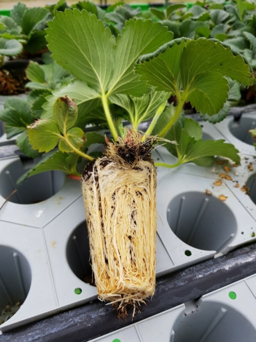 38549ed48998f0497e49e43921473960_1539597